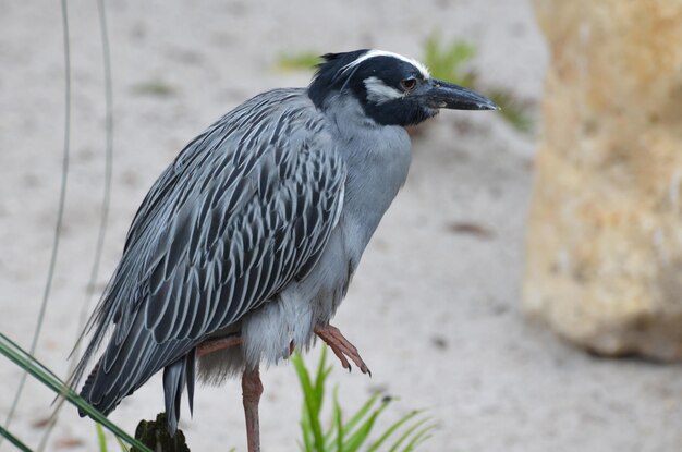 Schöner gelb gekrönter Nachtreiher an einem weißen Sandstrand in Florida.