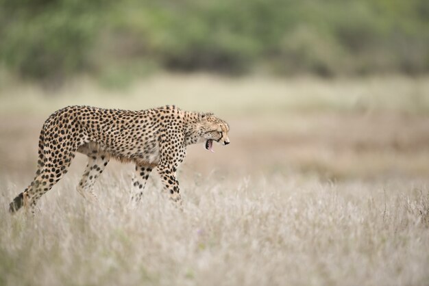 Schöner Gepard, der auf dem Buschfeld mit einem weit geöffneten Mund geht