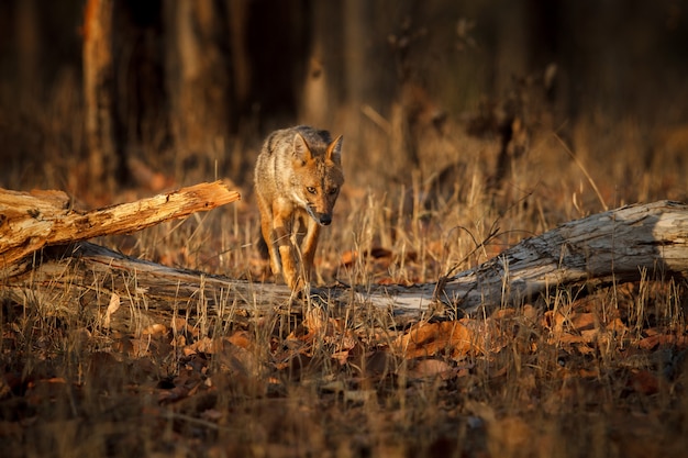 Schöner Goldschakal in schönem weichen Licht im Pench Tiger Reserve in Indien