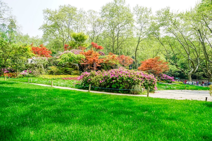 Kostenlose Foto schöner grüner park
