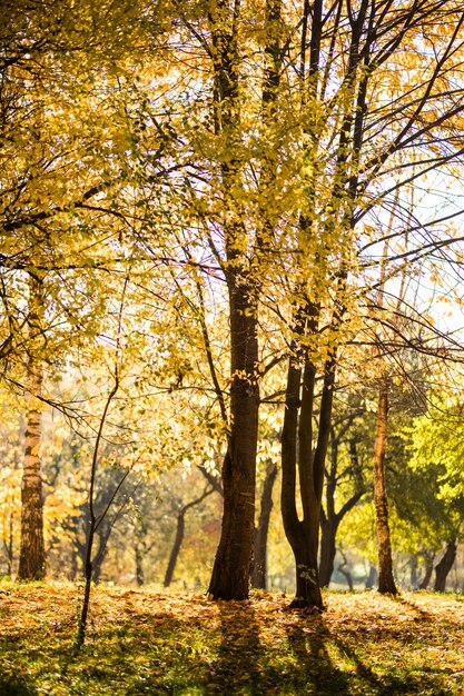 Schöner Herbstpark. Herbstbäume und Blätter. Herbstlandschaft. Im Herbst parken. Wald im Herbst.