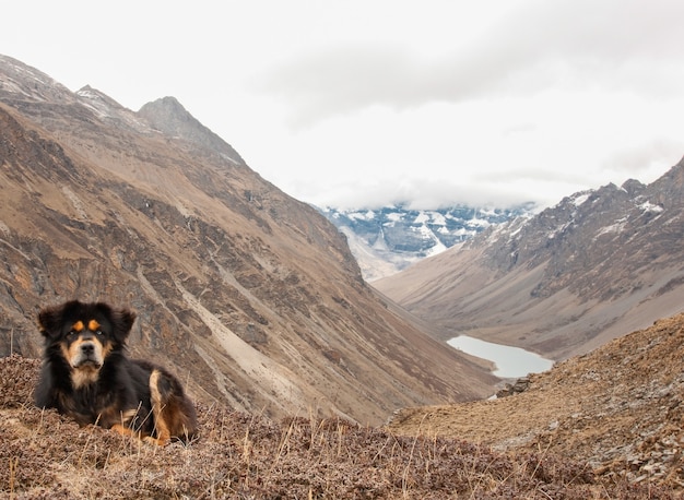 Kostenloses Foto schöner himalaya-sennenhund, der am rand einer klippe in bhutan sitzt