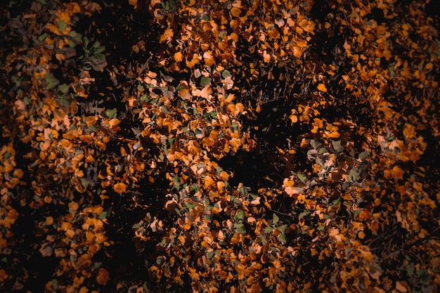 Kostenloses Foto schöner hintergrund einer herbstlandschaft mit bunten trockenen blättern