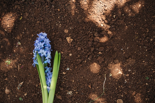 Schöner Hintergrund für Gartenarbeitkonzepte