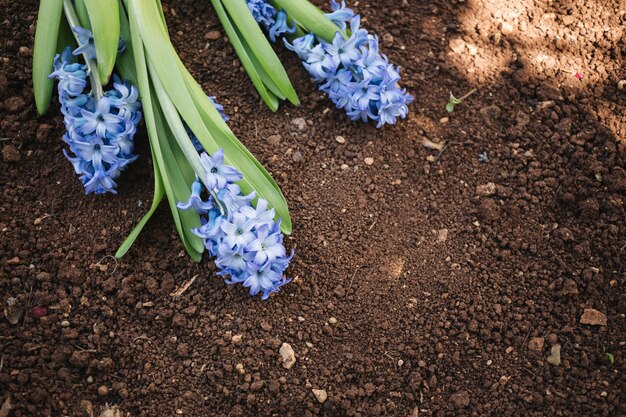 Schöner Hintergrund für Gartenarbeitkonzepte