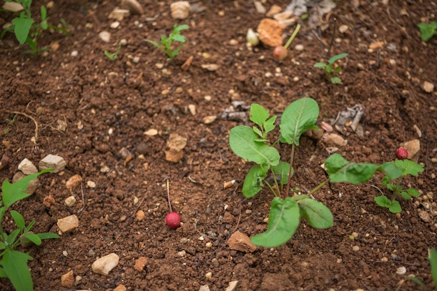 Schöner Hintergrund für Gartenarbeitkonzepte