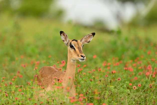 Schöner Hirsch, der auf einem Feld sitzt, das mit grünem Gras und kleinen rosa Blumen bedeckt ist
