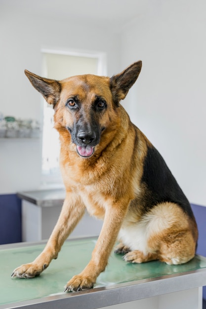 Schöner Hund, der die Kamera betrachtet