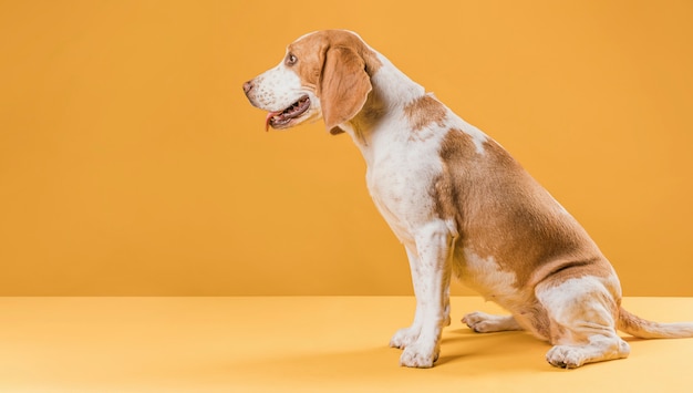 Schöner Hund, der einen Befehl wartet