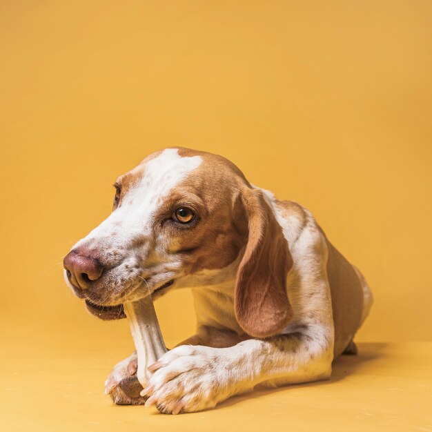 Schöner Hund der Vorderansicht, der einen Knochen isst