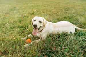 Kostenloses Foto schöner hund labrador, der auf gras mit orange ball bei sonnenuntergang liegt