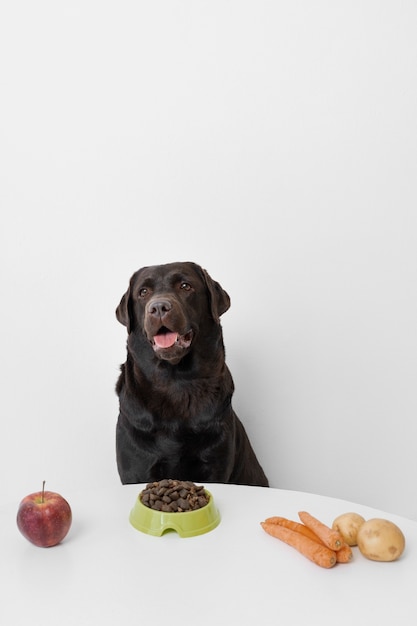 Kostenloses Foto schöner hund mit nahrhaftem futter