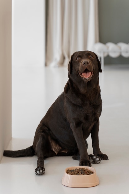 Kostenloses Foto schöner hund mit nahrhaftem futter