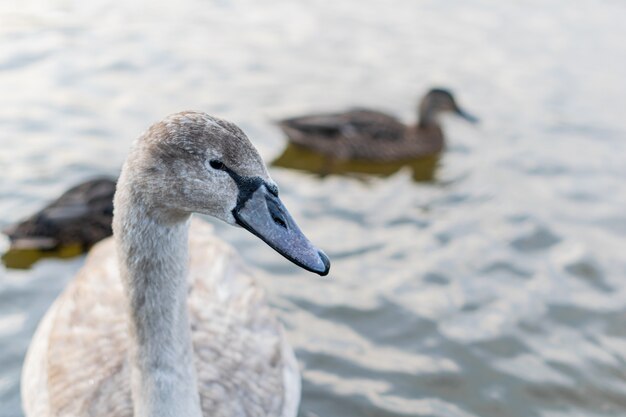 Schöner junger grauer Schwan, der in einem Teich schwimmt