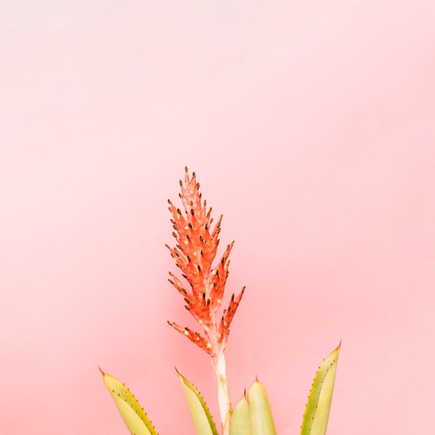 Schöner Kaktus mit roter Blume