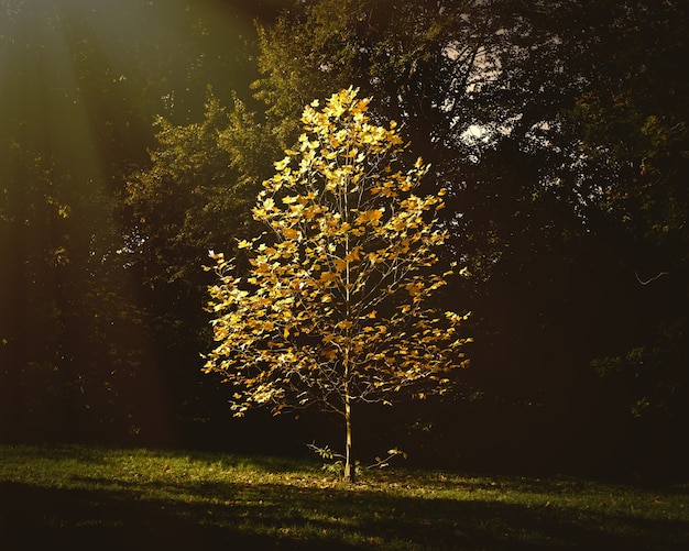 Kostenloses Foto schöner kleiner baum mit herbstlaub, der im park unter dem sonnenlicht wächst