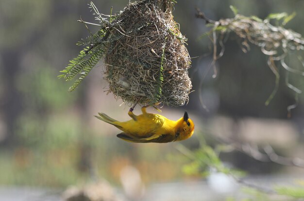 Schöner kleiner gelber Vogel unter seinem Nest