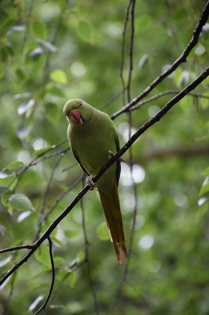 Schöner kleiner grüner Papagei thront auf einem dünnen Ast in einem Baum