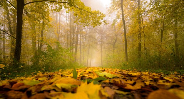 Schöner Laubteppich in einem szenischen herbstlichen nebligen Werben