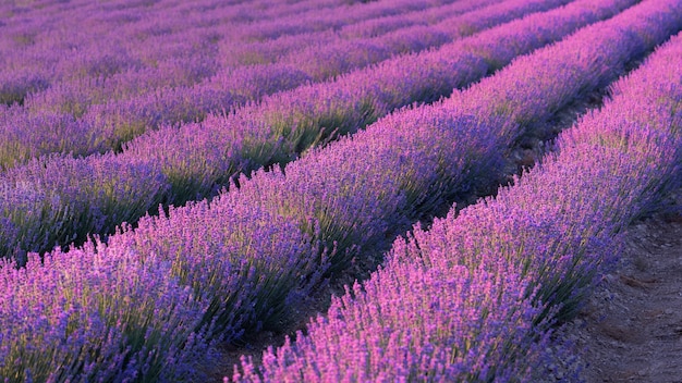 Schöner Lavendelfeldhintergrund