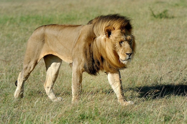Schöner Löwe Cäsar im Gras von Masai Mara, Kenia