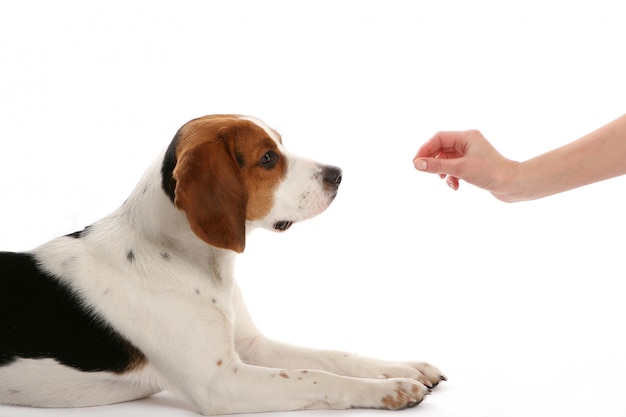 Schöner lustiger Hund