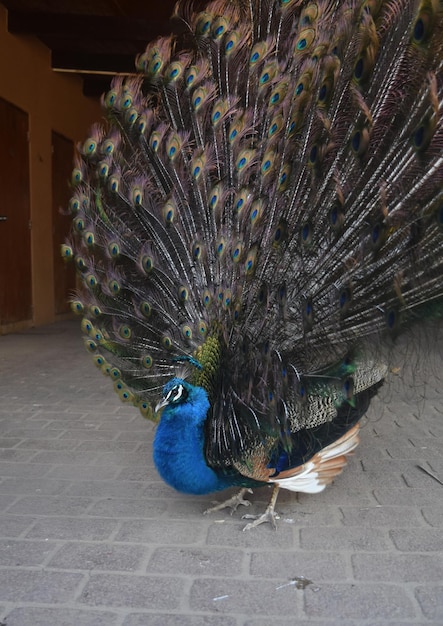 Kostenloses Foto schöner männlicher pfau mit seinem gefiederten verlängerten