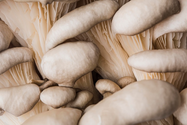 Kostenlose Foto schöner makrofrischer pilz
