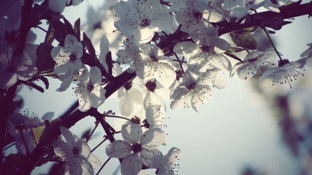 Schöner Nahaufnahmeschuss der weißen Apfelblütenblumen
