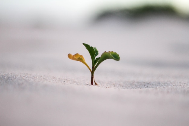 Schöner Nahaufnahmeschuss einer gelben und grünen Pflanze in einem Sand