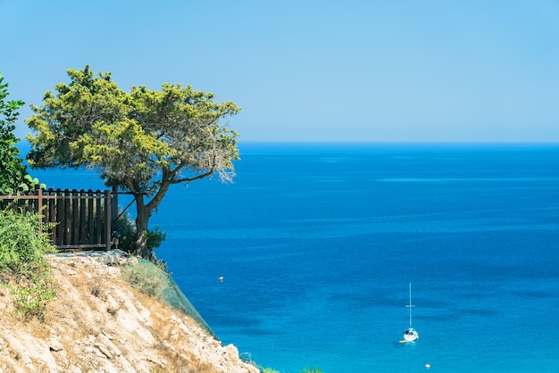 Schöner Olivenbaum auf einer Klippe über einem strahlend blauen Meer mit einem Boot. In der Nähe von Cape Greco auf der Insel Zypern, Mittelmeer.