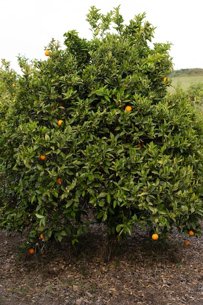 Schöner Orangenbaum mit reifen Früchten