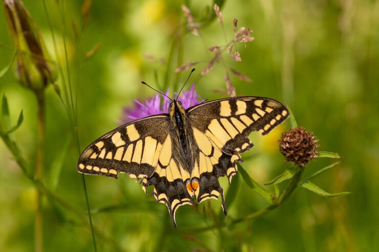 Kostenlose Foto schöner papilio machaon schmetterling, der nektar von der blume sammelt gathering