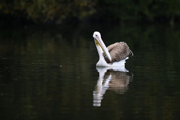 Schöner Pelikanvogel auf dem dunklen See