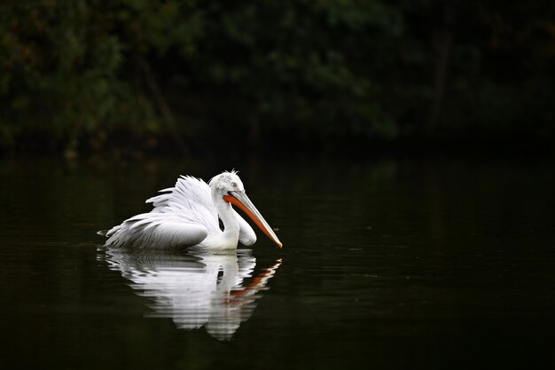 Schöner Pelikanvogel auf dem dunklen See