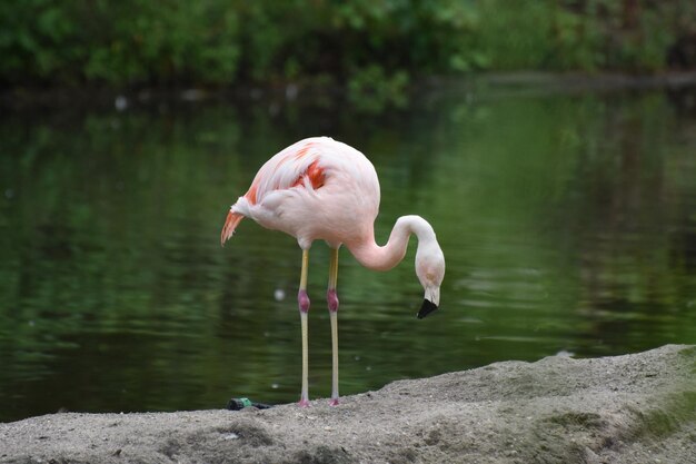 Schöner rosa chilenischer Flamingo, der etwas Wasser nippt