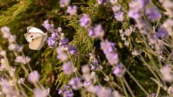 Kostenloses Foto schöner schmetterling auf blume in der natur