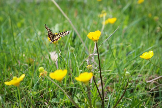 Schöner Schmetterling, der auf einer Blume mit gelben Blütenblättern sitzt