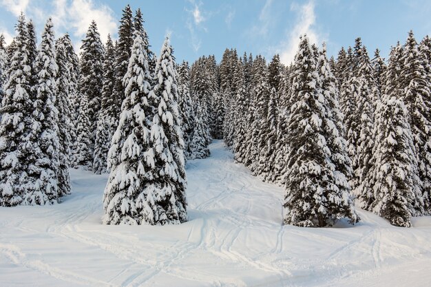 Schöner schneebedeckter Hügel voller Bäume