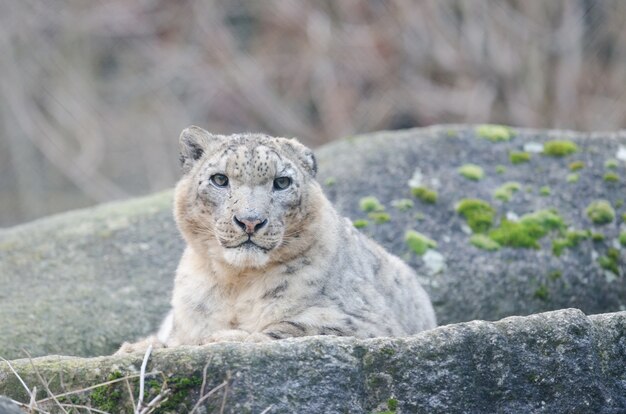 Schöner Schneeleopard, der auf einem Felsen liegt