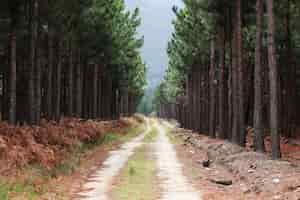 Kostenloses Foto schöner schotterweg, der durch die hohen bäume in einem wald führt, der zu den bergen führt