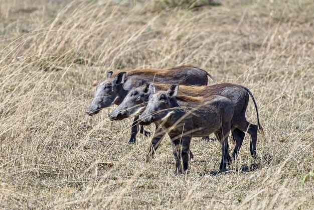 Schöner Schuss der afrikanischen gemeinen Warzenschweine, die auf einer Grasebene entdeckt werden