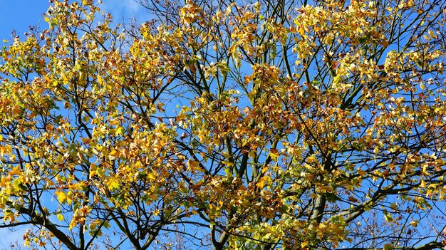 Schöner Schuss der bunten Blätter auf den Zweigen eines Baumes