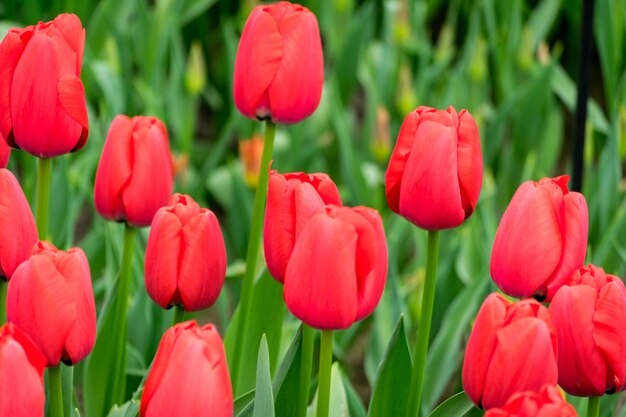 Schöner Schuss der bunten Tulpen im Feld an einem sonnigen Tag