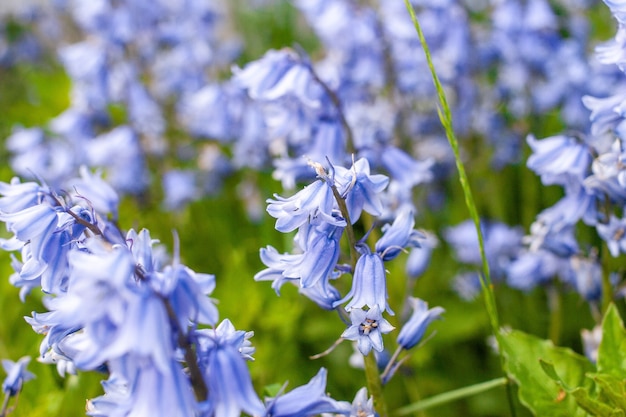 Kostenloses Foto schöner schuss der glockenblumen im garten an einem sonnigen tag