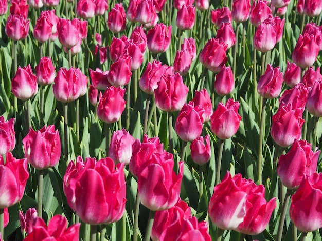 Schöner Schuss der hypnotisierenden Tulipa Sprengeri blühenden Pflanzen in der Mitte des Feldes