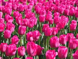 Kostenloses Foto schöner schuss der hypnotisierenden tulipa sprengeri blühenden pflanzen in der mitte des feldes