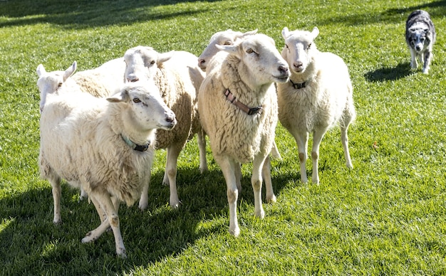 Schöner Schuss der Schafe und eines Hundes auf dem Gras im Feld an einem sonnigen Tag