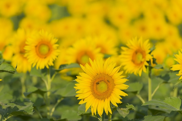 Schöner Schuss der Sonnenblumen im Feld