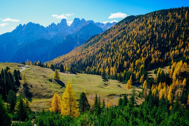 Schöner Schuss des Grasfeldes mit gelben und grünen Bäumen auf einem Hügel mit Berg und blauem Himmel